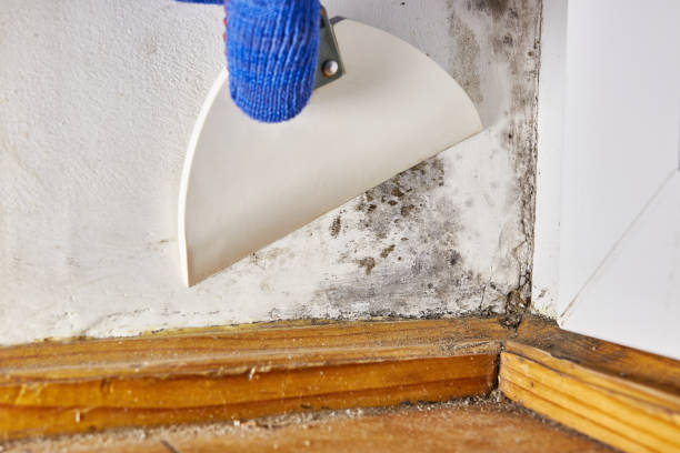 Best Real Estate Mold Inspection  in Trenton, FL
